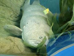 -上海海洋水族馆