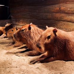 -Zoolung Zoolung动物主题公园(海信广场店)