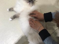 -藏猫猫咖啡主题馆(中央大道店)