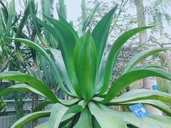 -南山植物园