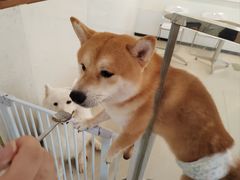 -共舞时光猫咖·狗咖(新街口店)