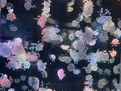 -海合安成都极地海洋公园