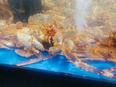 -盒马X会员店(王府井奥莱UP TOWN店)