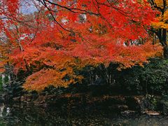 -秋霞圃