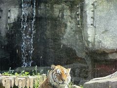-上海野生动物园