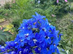 -紫颐香薰山谷景区