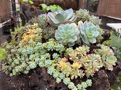 -凤来栖·净庭院·火锅(欧尚店)