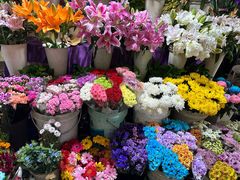 -曲阳花鸟市场(曲阳路店)