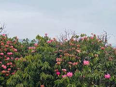 -贵州百里杜鹃风景名胜区