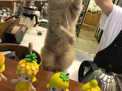 -咖法森林·咖啡  酒吧(天河店)