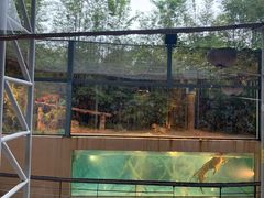 -清迈夜间动物园