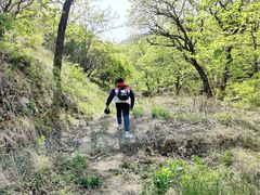 -鲁山国家森林公园