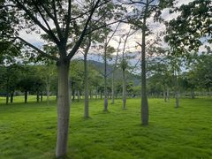 -风云岭森林公园