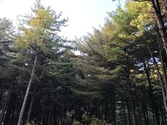 -黄椅山火山森林公园