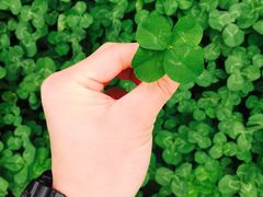 -白鹭湾湿地公园