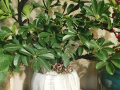 -亭亭鲜花店(中山北路店)