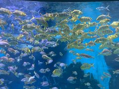 -泉城欧乐堡海洋极地世界