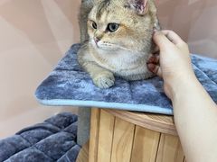 -1013 PET SHOP精品宠物商店(丁香店)