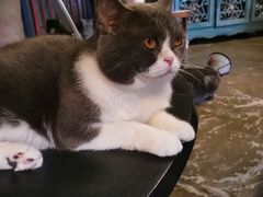 -猫猫幼稚园·撸猫·桌游·电玩