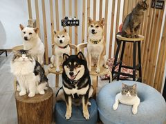 -柴迷FANS CLUB·柴犬狗咖·猫咖