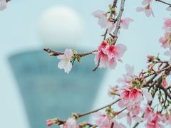 -狐尾山公园