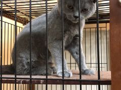 -多卡布奇宠物生活馆(上林世家店)