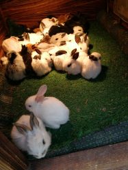 -萌宠亲子动物乐园(槐房万达店)