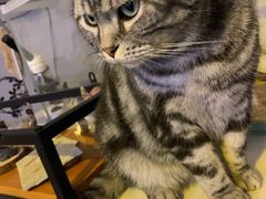 -平行世界·猫咖(首经贸店)
