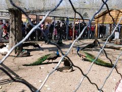 -长白岛森林公园