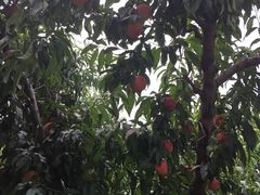 -小慧大桃观光采摘园