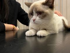 -猫小院猫主题咖啡厅(北锣店)