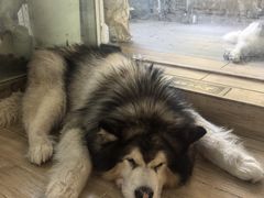 -李小姐の猫咖啡馆(五角场店)