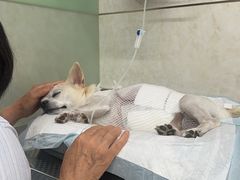 -天津前进宠物医院(前进道店)