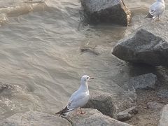 -深圳湾公园(南山区)