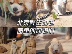 -北京野生动物园