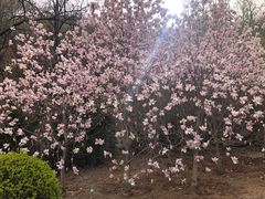 -金龙寺国家森林公园