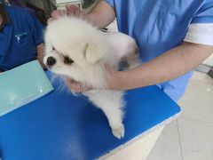 -瑞派申生动物医院·24H夜诊·国际动物医疗中心·骨外科(吴中路店)