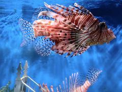 -太平洋海底世界