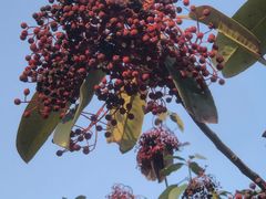 -蜀冈西峰生态公园