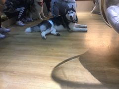 -Husky Go! 哈士奇体验馆·宠物咖啡厅狗咖