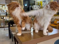 -平行世界·猫咖(首经贸店)