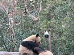 -都江堰中华大熊猫苑