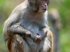 -西双版纳原始森林公园