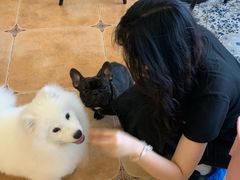 -Let's go狗咖·猫咖·奶狗·桌游(春熙路IFS店)