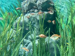 -上海海洋水族馆