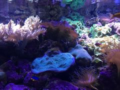 -悉尼海洋生物水族馆