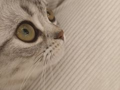 -有喵·猫咖·狗咖·30几只猫10只小狗(岗厦店)