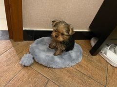 -瑞派·关忠动物医院·异宠专科·犬猫肿瘤·皮肤专科(望京店)