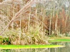 -桤木河湿地公园