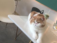 -飞行喵MR PILOT|猫舍·猫咖(静安大融城店)